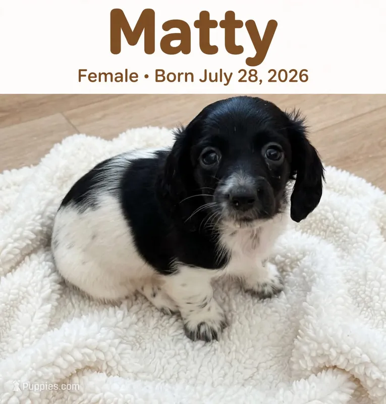 Matty – Doxiepoo puppy for sale in Fort Plain, NY