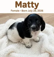 Matty, a female Doxiepoo for sale in Fort Plain, NY – 1 of 3