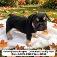 Lollipop , a female French Bulldog for sale in Fort Plain, NY – 1 of 3