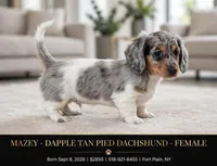 Mazey , a female Dachshund for sale in Fort Plain, NY – 1 of 3