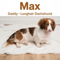 Max, a male Doxiepoo for sale in Fort Plain, NY – 3 of 3