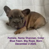 Shanann, a female French Bulldog for sale in Fort Plain, NY – Photo 1 of 4