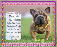 Shanann, a female French Bulldog for sale in Fort Plain, NY – Photo 2 of 4