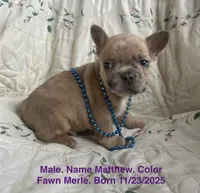 Matthew, a male French Bulldog for sale in Fort Plain, NY – Photo 1 of 4