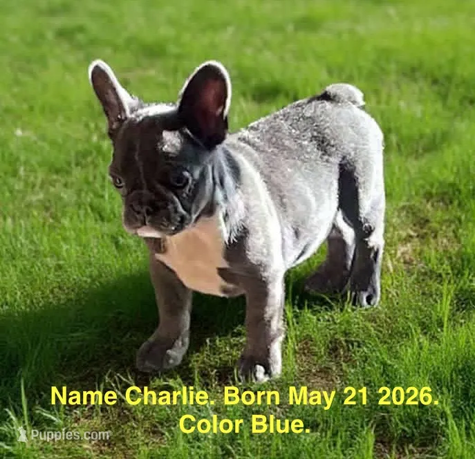 Charlie  – French Bulldog puppy for sale in Fort Plain, NY