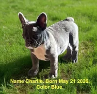 Charlie , a male French Bulldog for sale in Fort Plain, NY – 1 of 3