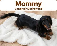 Marvick , a male Doxiepoo for sale in Fort Plain, NY – 2 of 3