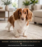 Mazey , a female Dachshund for sale in Fort Plain, NY – 2 of 3
