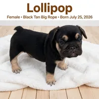 Lollipop , a female French Bulldog for sale in Fort Plain, NY – 1 of 3