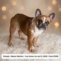 Martha , a female French Bulldog for sale in Fort Plain, NY – 1 of 3