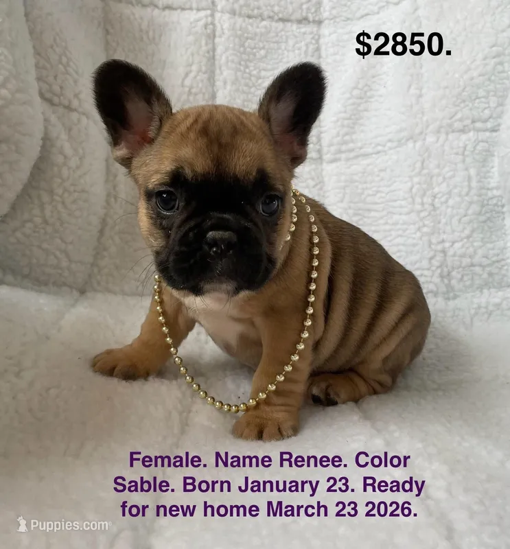 Renee – French Bulldog puppy for sale in Fort Plain, NY