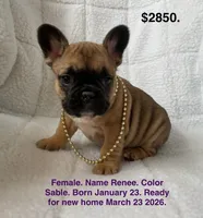 Renee, a female French Bulldog for sale in Fort Plain, NY – Photo 1 of 3