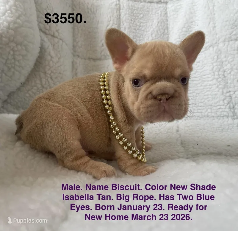 Biscuit  – French Bulldog puppy for sale in Fort Plain, NY