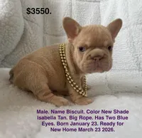 Biscuit , a male French Bulldog for sale in Fort Plain, NY – Photo 1 of 3