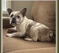 Charlie , a male French Bulldog for sale in Fort Plain, NY – 3 of 3
