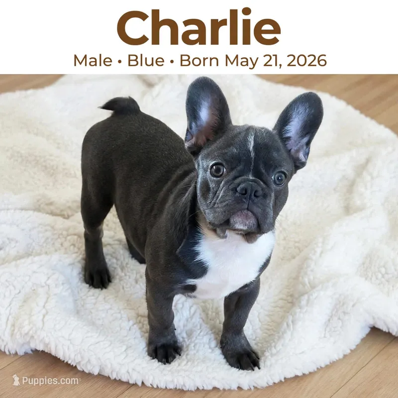 Charlie  – French Bulldog puppy for sale in Fort Plain, NY
