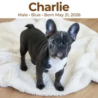 Charlie , a male French Bulldog for sale in Fort Plain, NY – 1 of 3