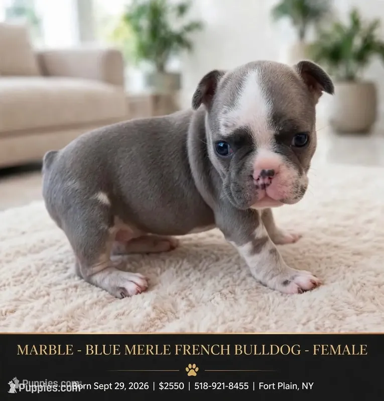 Marble  – French Bulldog puppy for sale in Fort Plain, NY