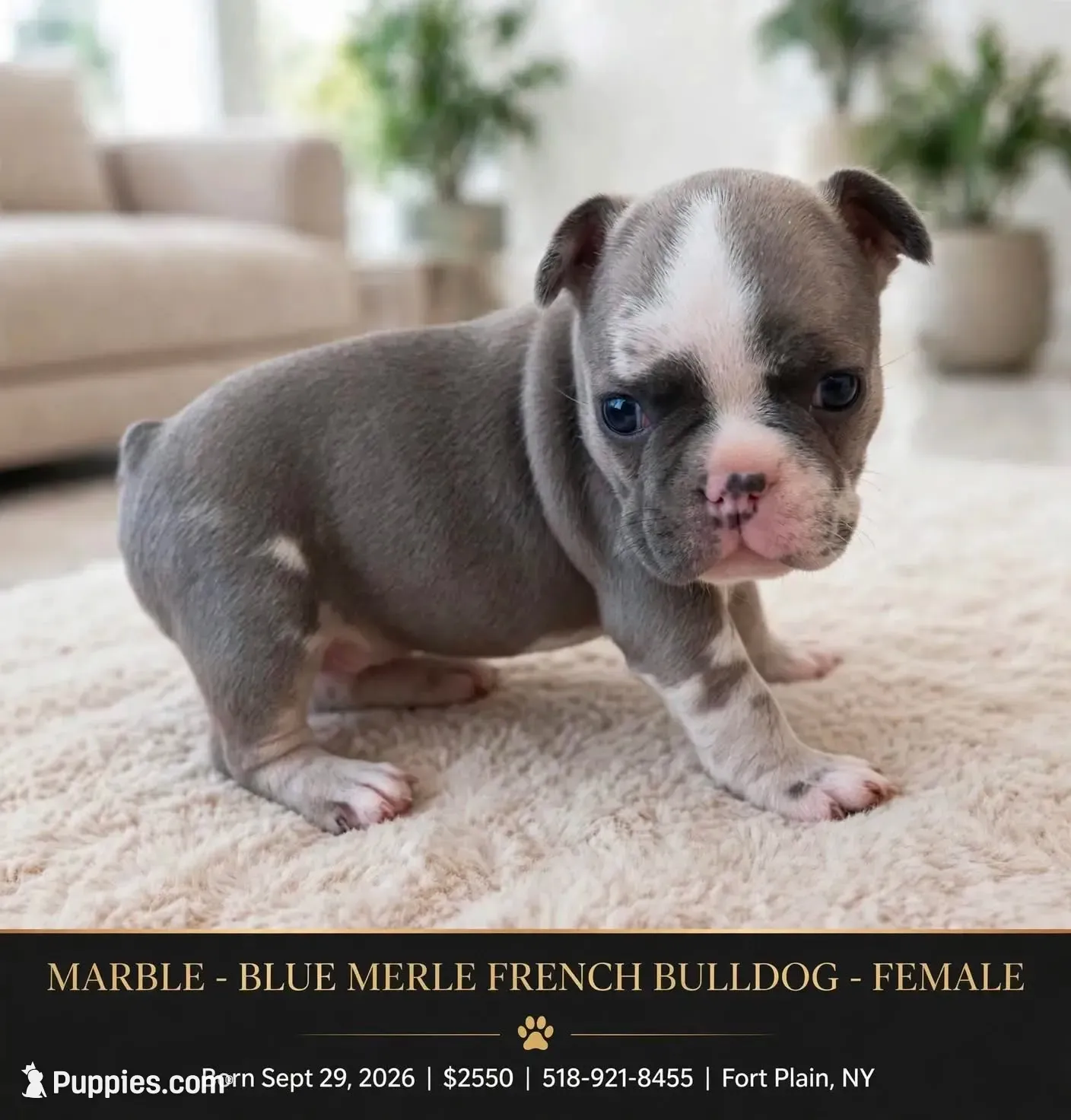 Marble , a female French Bulldog for sale in Fort Plain, NY – 1 of 3