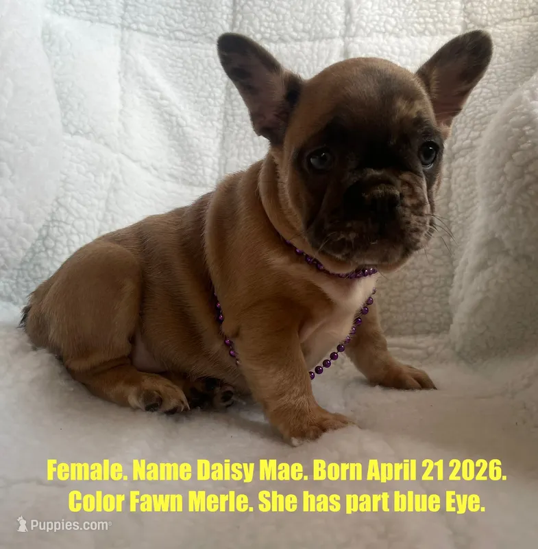 Daisy Mae  – French Bulldog puppy for sale in Fort Plain, NY
