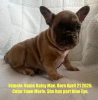 Daisy Mae , a female French Bulldog for sale in Fort Plain, NY – 1 of 3