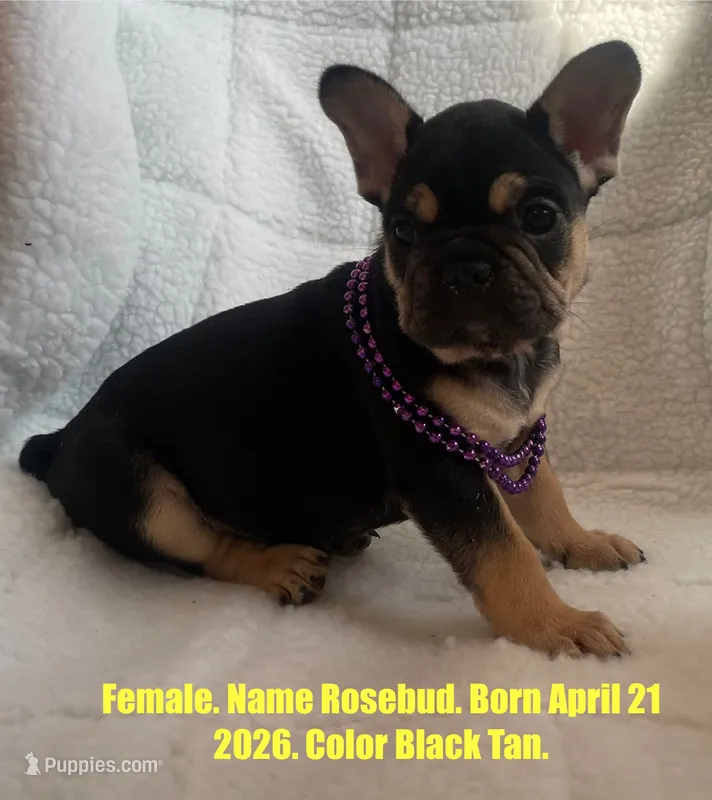 Rosebud  – French Bulldog puppy for sale in Fort Plain, NY
