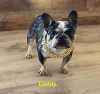 Katieann, a female French Bulldog for sale in Fort Plain, NY – Photo 3 of 4