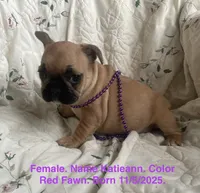 Katieann, a female French Bulldog for sale in Fort Plain, NY – Photo 1 of 4