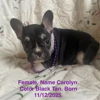 Carolyn, a female French Bulldog for sale in Fort Plain, NY – Photo 1 of 4