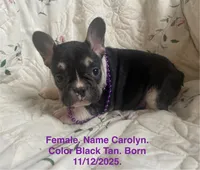 Carolyn, a female French Bulldog for sale in Fort Plain, NY – Photo 1 of 4
