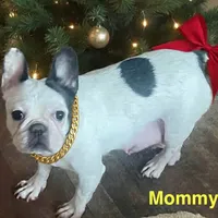 Ruth, a female French Bulldog for sale in Fort Plain, NY – Photo 2 of 4