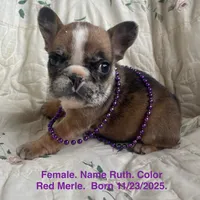 Ruth, a female French Bulldog for sale in Fort Plain, NY – Photo 1 of 4
