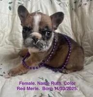 Ruth, a female French Bulldog for sale in Fort Plain, NY – Photo 1 of 4