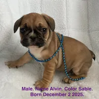 Alvin, a male French Bulldog for sale in Fort Plain, NY – Photo 1 of 4