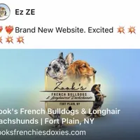 Alvin, a male French Bulldog for sale in Fort Plain, NY – Photo 2 of 4