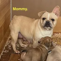 Alvin, a male French Bulldog for sale in Fort Plain, NY – Photo 3 of 4