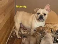 Alvin, a male French Bulldog for sale in Fort Plain, NY – Photo 3 of 4