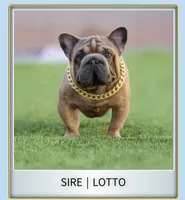 Charlie , a male French Bulldog for sale in Fort Plain, NY – 2 of 3