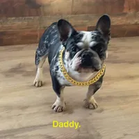 Margarita, a female French Bulldog for sale in Fort Plain, NY – Photo 3 of 4