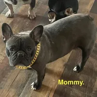 Margarita, a female French Bulldog for sale in Fort Plain, NY – Photo 2 of 4