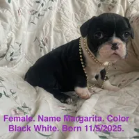 Margarita, a female French Bulldog for sale in Fort Plain, NY – Photo 1 of 4