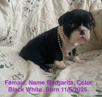 Margarita, a female French Bulldog for sale in Fort Plain, NY – Photo 1 of 4