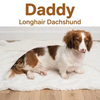 Matty, a female Doxiepoo for sale in Fort Plain, NY – 3 of 3