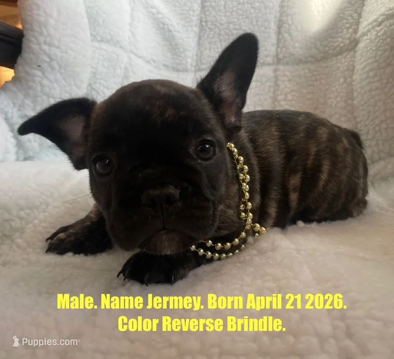 Jermey  – French Bulldog puppy for sale in Fort Plain, NY