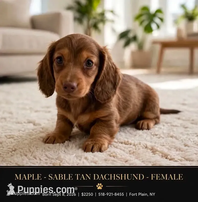 Maple  – Dachshund puppy for sale in Fort Plain, NY