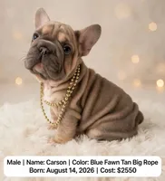 Carson, a male French Bulldog for sale in Fort Plain, NY – 1 of 3