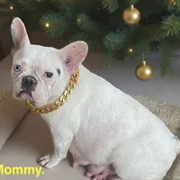 Priscilla, a female French Bulldog for sale in Fort Plain, NY – Photo 3 of 4