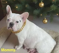 Priscilla, a female French Bulldog for sale in Fort Plain, NY – Photo 3 of 4