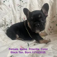 Priscilla, a female French Bulldog for sale in Fort Plain, NY – Photo 1 of 4