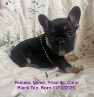 Priscilla, a female French Bulldog for sale in Fort Plain, NY – Photo 1 of 4